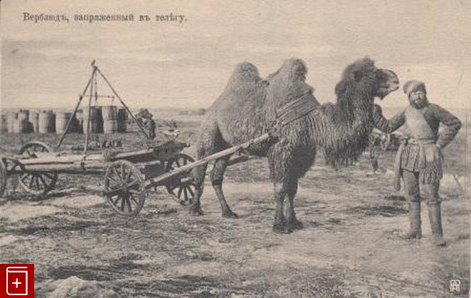 Верблюд, запряженный в телегу, , , , книга, купить,  аннотация, читать: фото №1, старинная открытка, антикварная открытка, дореволюционная открытка