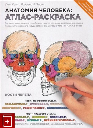 книга Анатомия человека  Атлас-раскраска  2019, 978-5-699-71506-0, книга, купить, читать, аннотация: фото №1