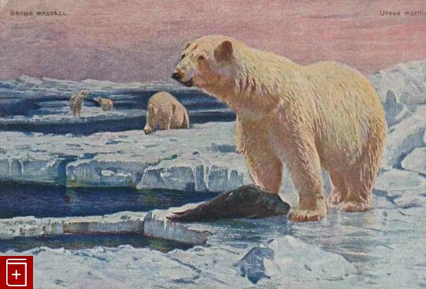 Белый медведь, , , , книга, купить,  аннотация, читать: фото №1, старинная открытка, антикварная открытка, дореволюционная открытка