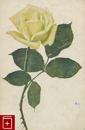 Белая роза  , , книга, купить, читать, аннотация: фото №1, старинная открытка, антикварная открытка, дореволюционная открытка